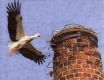 Kurze Zeit später flog der erste Storch das vorbereitete Nest in Veltensmühle an.brFoto: Peter WindhövelbrQuelle: Volksstimme Halberstadt